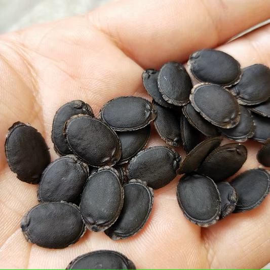 Migliorare la Germinabilità dei Semi di Luffa: Una Guida Completa per Giardinieri Esperti