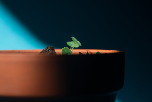 Capperi da Seme: La Sfida Possibile per il Giardiniere Paziente