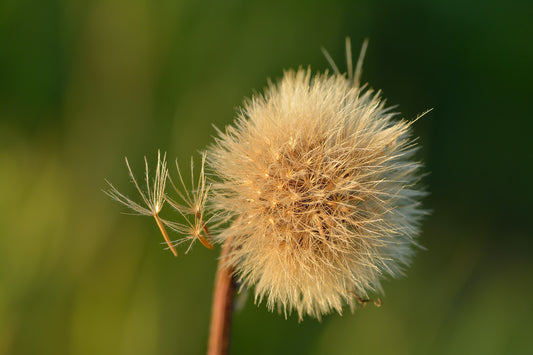 Semi di Tarassaco - Dente di Leone 500 +