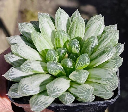 HAWORTHIA_COOPERI_PILIFERA_VARIEGATA