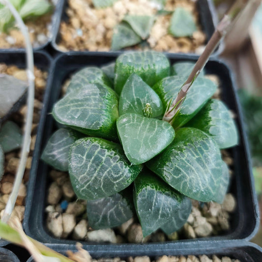 Haworthia Comptonia