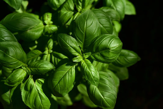 Semi di Basilico Genovese Italiano Coltivazione Biologica 500 + pesto alla genov