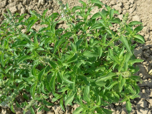 SEMI DI BASILICO LIMONCELLO 500+