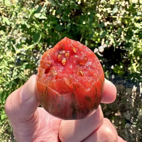 SEMI DI POMODORO CHEROKEE PURPLE