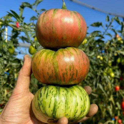 SEMI DI POMODORO CHEROKEE PURPLE