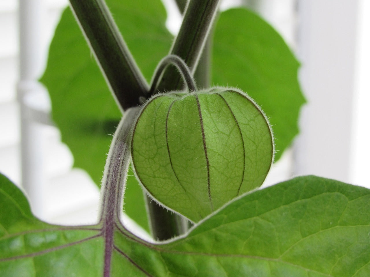 Semi di Alchechengi - Physalis alkekengi 40 +