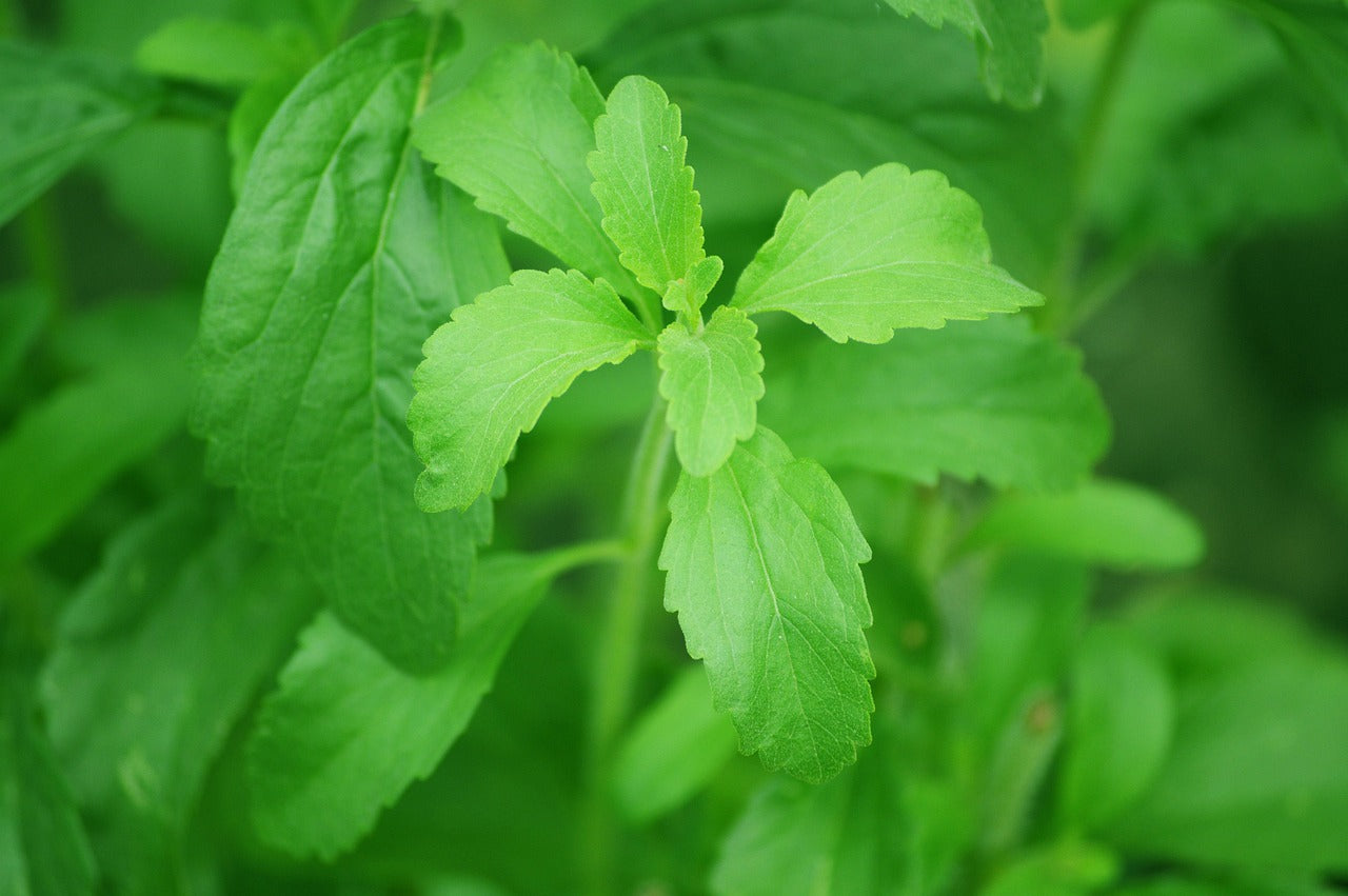 SEMI DI STEVIA REBAUDIANA