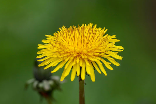🌱guida completa per la coltivazione del tarassaco, perfetta per un sito web di giardinaggio! 🌼