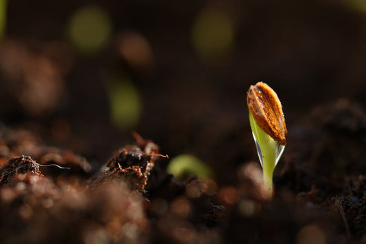 Il segreto della germinazione perfetta