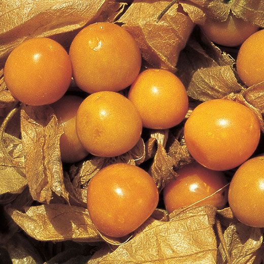 Semi di Alchechengi - Physalis alkekengi 40 +