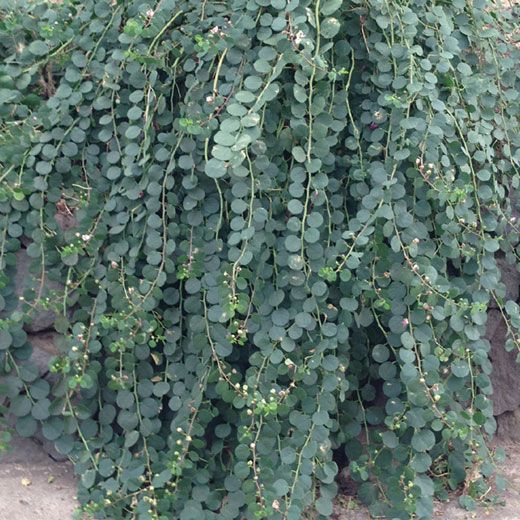 Semi di Cappero Siciliano 100 + Coltivazione Naturale