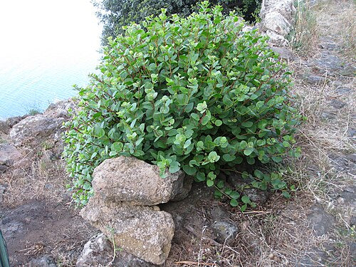 Semi di Cappero Siciliano 100 + Coltivazione Naturale