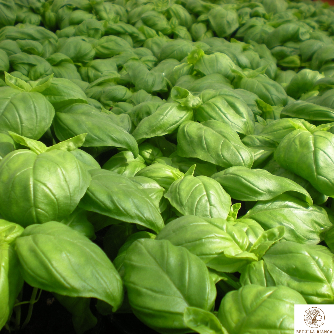 Semi di Basilico Genovese Italiano Coltivazione Biologica 400 + pesto alla genov