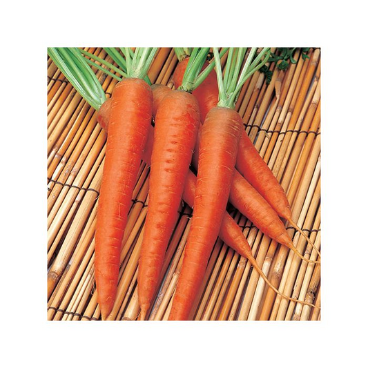 SEMI DI CAROTA RUBROVITAMINA