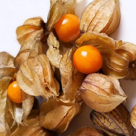 Semi di Alchechengi - Physalis alkekengi 40 +