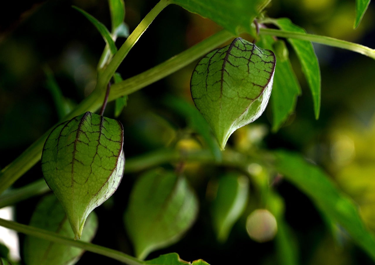 Semi di Alchechengi - Physalis alkekengi 40 +