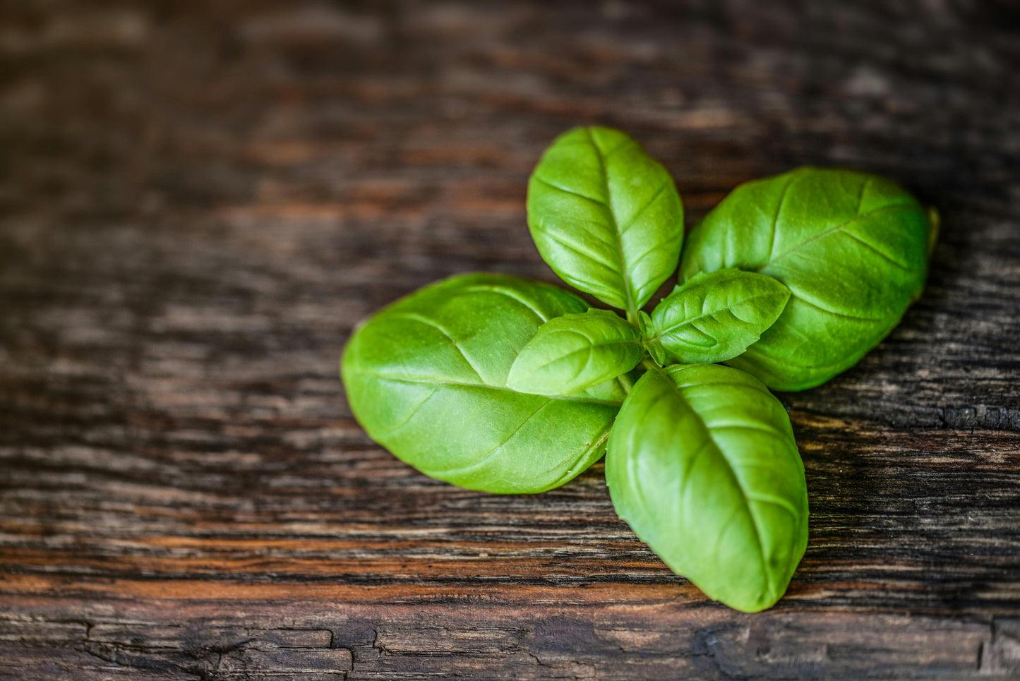 Semi di Basilico Genovese Italiano Coltivazione Biologica 400 + pesto alla genov