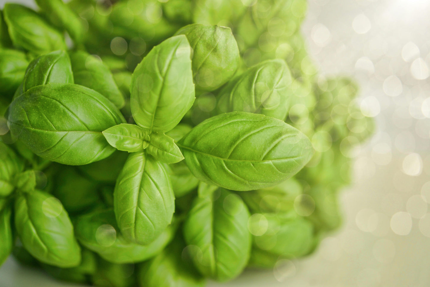 Semi di Basilico Genovese Italiano Coltivazione Biologica 400 + pesto alla genov
