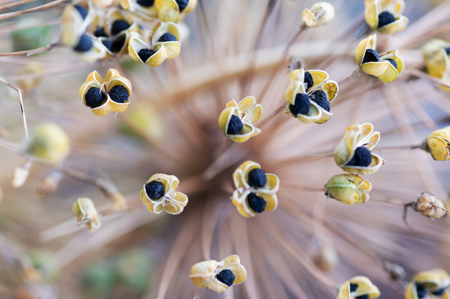 SEMI DI CIPOLLA DI TROPEA TONDA